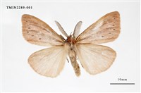 藏品(七斑平毒蛾)的圖片